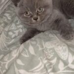 GCCF Pedigree British Shorthair in Calderdale