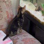 Bengal Kitten in North Dorset