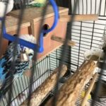5 Breedable Budgies With Cage And Accessories in Bolton