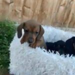 READY NOW smooth Haired Dashshund Puppies in Dudley