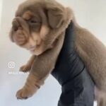 English Bulldogs Looking For Forever Home in Barnsley