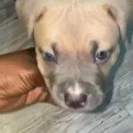 Male Fawn American Bully in London