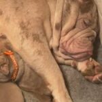 Stunning Full Suit English Bulldogs Ready Now in East Northamptonshire