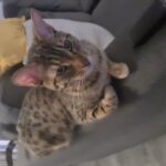 1 male ginger savannah kitten left! ready to leave 29th of June 2023 in Doncaster