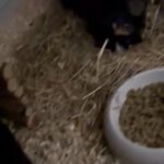 Guinea Pigs in Swindon