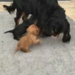 KC Health Tested Cavalier King Charles Pups. in Mid Devon