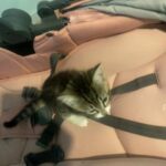 Kittens in Leicester