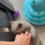 Lilac Males  BSH pedigree in Cheshire East
