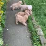 Cavapoo F1b in Sefton