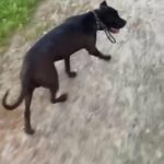IMPORT BANDOG FEMALE in London