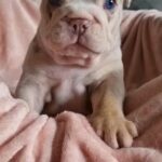English Bulldog Puppies (READY NOW) in Bradford