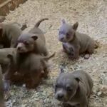 American bully Pocket/micro Female Puppy’s in Luton