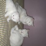 Turkish Angora Kittens in Birmingham