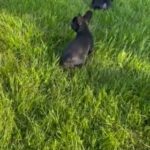 Ready Now , French Bulldog Puppies,  Boston in Boston