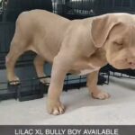 XL bully lilac boy in Bradford