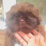 Girl Shih Tzu Puppy For Sale in Worcester