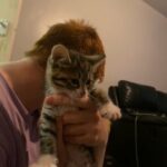 Tabby Kitten in Leicester