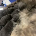 Lovely Fluffy Kitten in South Somerset