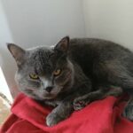 British shorthair stud in Ipswich