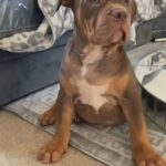 Xl Bully Chocolate Tri in Surrey Heath