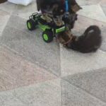kittens in Coventry