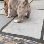 Pocket Bully Puppy’s in Stockport