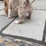 Pocket Bully Puppy’s in Stockport