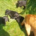 Labrador Puppies in Anglesey