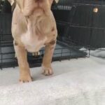 XL bully chocolate merle in Bradford