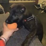 German Shepherd X Dutch Shepherd Puppy in Stevenage