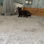 BSH kittens for sale in Manchester