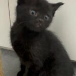 Ghost Black Tabby Cat 9 Weeks. Litter Trained in London
