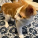 GINGER TABBY VACCINATED in London