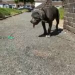 ABKC AMERICAN BULLY in Hastings