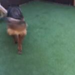 German Shepherd Girl Polish Import in Birmingham