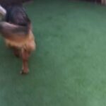 German shepherd long coated girl in Birmingham