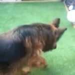 polish German shepherd import in Birmingham