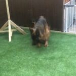 polish German shepherd girl 6 yrs old in Birmingham