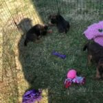 KC Border Terrier Puppies in Teignbridge