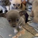 Chihuahua Puppies in South Hams