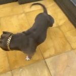 Abkc American Pocket Lilac Female Ch Homicide Grand Daughter in Derby