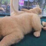 Beautiful Golden Retriever looking for a loving home. in Manchester