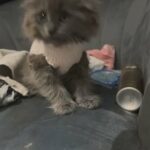 3 Amazing Kittens in London