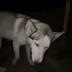 max in London