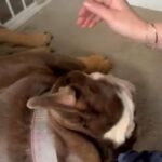 Coco Looking For A Home That Has Lots Of Love To Give in East Hertfordshire