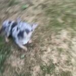 Lilac and tan merle french bulldog in Wrexham