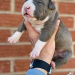 American Bully Extreme Pups in Flintshire