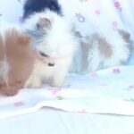 BEAUTIFUL TINY TOY POMERANIANS in Denbighshire