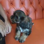 Cavachon Puppy in Crawley