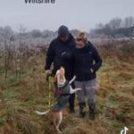 Beagle/ English Foxhound Mix (4 Year Old) in Wiltshire
